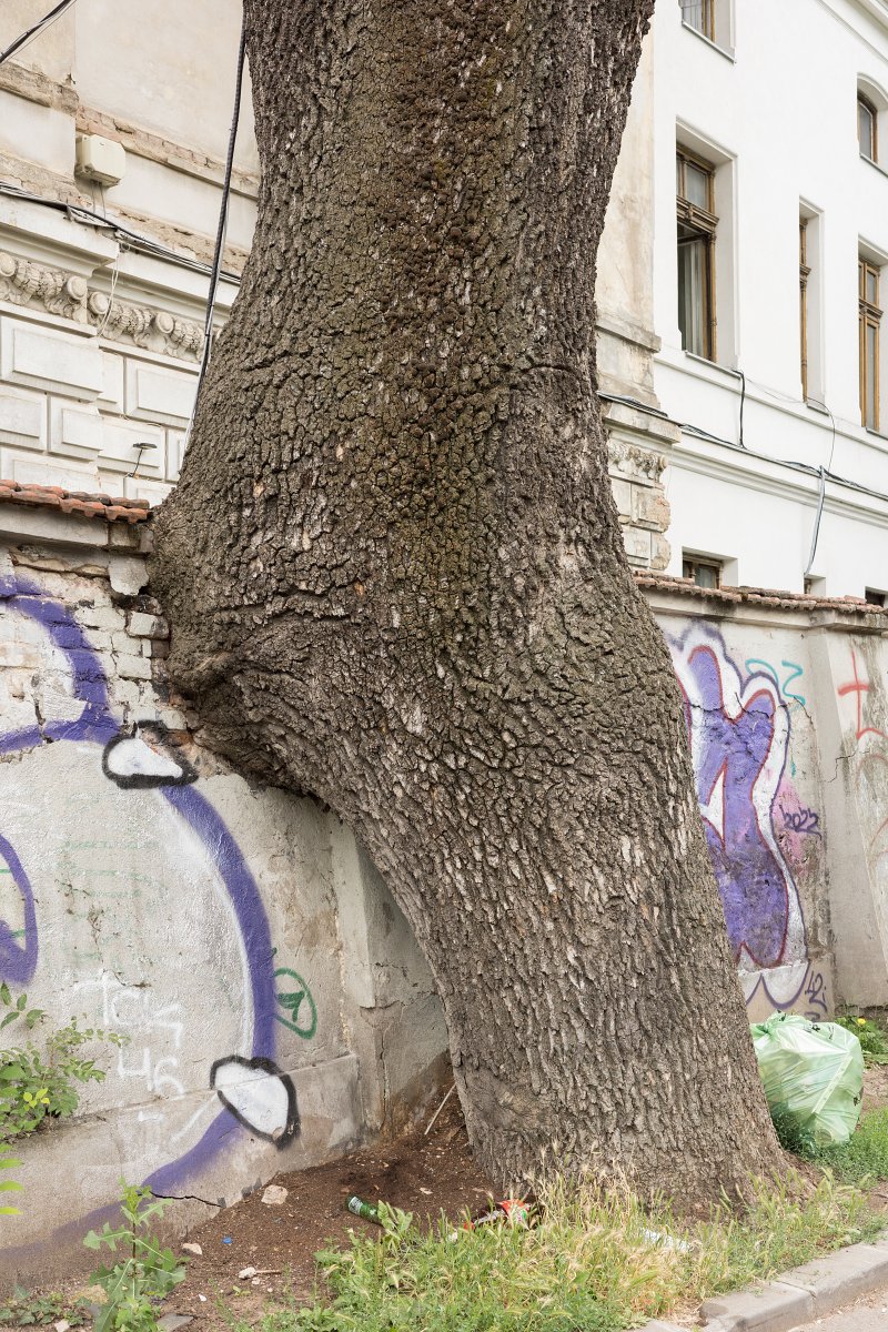 Bucharest 2/3 - Tudor Prisăcariu